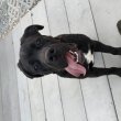 Cane Corso kiskutya