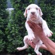 Argentindog 