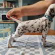 Minőségi dalmata kiskutyák
