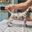 Minőségi dalmata kiskutyák