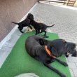 Eladó Labrador Retriever kölykök! 