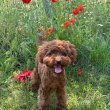 Eladó Toy Poodle red brown colour kislány
