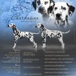 Minőségi dalmata kiskutyák