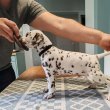 Minőségi dalmata kiskutyák