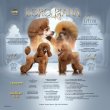 Toy uszkár – kölykök eladók