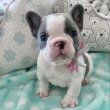 Chihuahua puppies for sale or adoption 