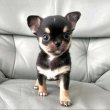 Chihuahua puppies for sale or adoption 