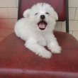 Maltese puppies for adoption 