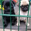 Pug puppies for sale 
