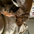 Adorable dachshund puppies 