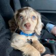 Adorable dachshund puppies 
