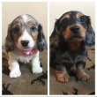 Adorable dachshund puppies 