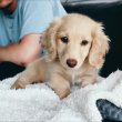 Dachshund Dachshund Dachshund  wirhaire 