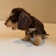 Dachshund Dachshund Dachshund  wirhaire 
