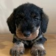 Dachshund Dachshund Dachshund  wirhaire 