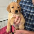 Golden Retriever For for sale 