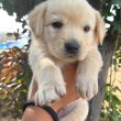 Golden Retriever For for sale 