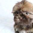 Shih Tzu puppies 