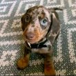 Dachshund puppies 