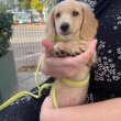 Dachshund puppies 