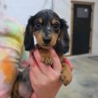 Dachshund puppies 