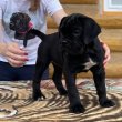 Cane corso puppies for sale 