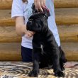 Cane corso puppies for sale 