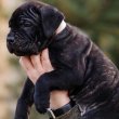Cane corso puppies for sale 