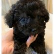 Toy, Mini and teacup Poodle puppies for sale
