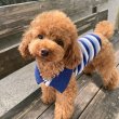 Toy, Mini and teacup Poodle puppies for sale