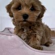 Toy, Mini and teacup Poodle puppies for sale
