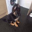 German shepherd puppies for sale