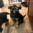 German shepherd puppies for sale