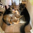 German shepherd puppies for sale