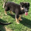 German shepherd puppies for sale