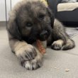 Sarplaninac kiskutya eladó