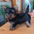 Yorki fiú (Mini)