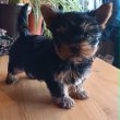 Yorki fiú (Mini)