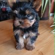 Yorki fiú (Mini)