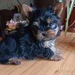 Yorki fiú (Mini)