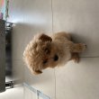 Eladó Maltipoo kan kiskutya