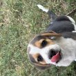 Tricolor Beagle kiskutya