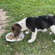 Tricolor Beagle kiskutya
