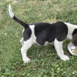 Tricolor Beagle kiskutya
