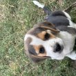 Tricolor Beagle kiskutya