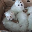 Bichon Bolognese