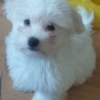 Bichon Havanese 9 hetes kisfiúk