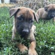 Belga juhász/ malinois kiskutyák 