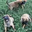 Belga juhász/ malinois kiskutyák 