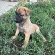 Belga juhász/ malinois kiskutyák 